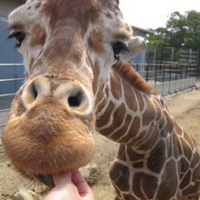 きりんの餌付け