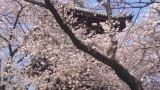 サクラの中の五重塔