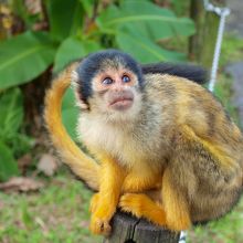 リスザルが愛嬌よく、かわいかったです