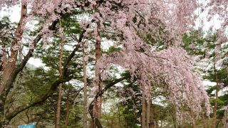 鬼怒川公園枝垂桜