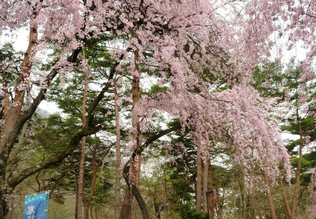 鬼怒川公園枝垂桜