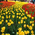 中山公園のチューリップ展は圧巻！