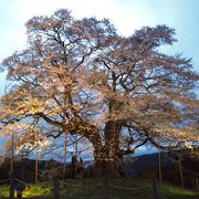 夕闇に浮かび上がる醍醐桜