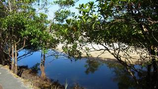 マングローブのジャングル