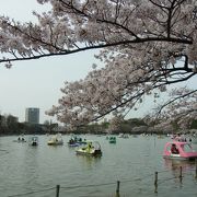 桜の季節が美しい！