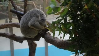 広大な動物園です