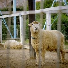 動物園にはヤギやヒツジがいたよ(*´∀｀*)