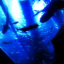 大分マリーンパレス水族館「うみたまご」