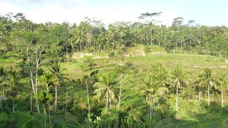 行くか迷いましたが。