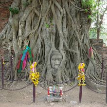菩提樹に埋もれた仏像