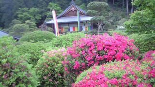 関西花の寺～船宿寺が一番きれいな季節～