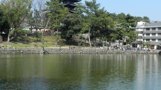 奈良公園を代表する風景