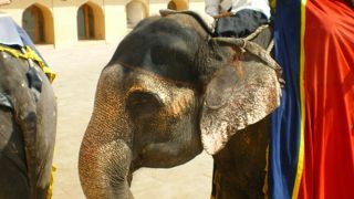 象のタクシー！