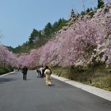満開の枝垂れ桜があります