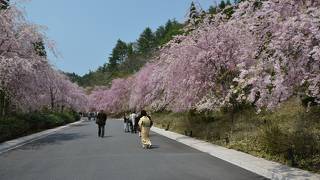 信楽の山中にある近代的な美術館