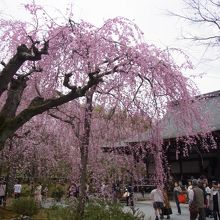 天竜寺の枝垂れ桜