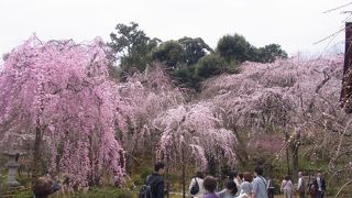 天竜寺の庭園と枝垂れ桜満開