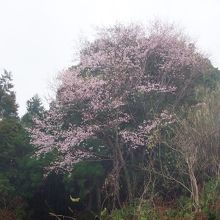 紀伊大島の桜