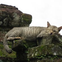 入り口のところで猫ちゃん達がのんびりしていました。