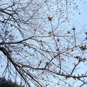 桜にはもうちょっと。