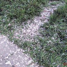 散った花びらも良いでしょう。