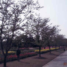 入口近くの桜並木