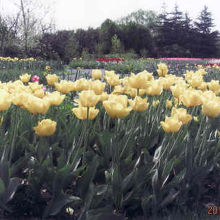チューリップが満開です。