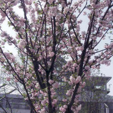 楊貴妃と言う品種の桜