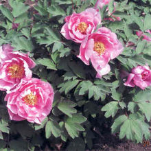 牡丹の花は中国では人気があります。