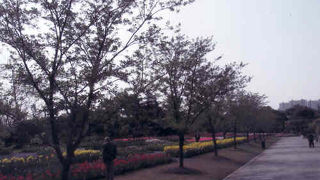 上海の植物園の桜は散ってしまいましたが牡丹が綺麗です。
