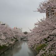 小雨の松川の桜並木