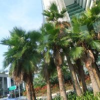 実はシンガポール最後の日でした。さようなら、シンガポール。