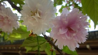 白菊桜と縁結び