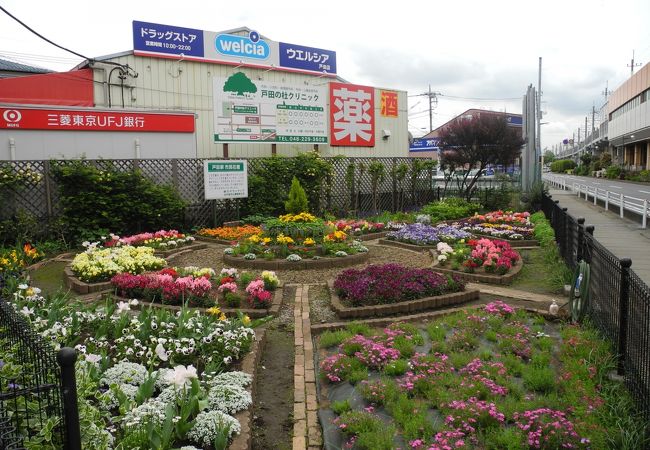 戸田駅前には、市民による花壇があります。