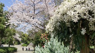 スポーツ環境が整った大人の公園　散策◎　広大な芝生広場◎　BBQ可能