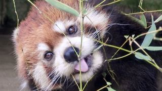 ひらかたパークへ電車で訪れる方に お勧めプチ情報