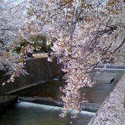 日本さくら名所100選にも選ばれた夙川公園の桜、見事でした