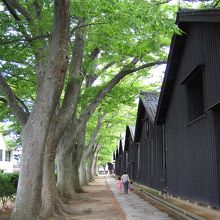 倉庫群裏にある木