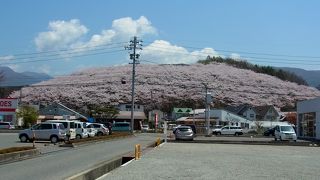 桜の季節は絶景が見られます