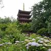 本土寺(あじさい寺)