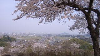甘樫丘　桜満開
