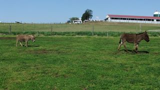 動物とのふれあい