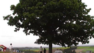 美瑛（びえい）の絶景ポイントはここ！