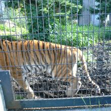 猛獣もこんな至近距離