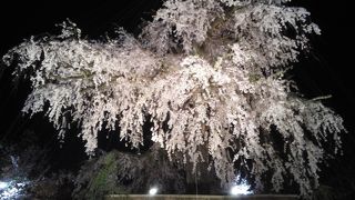 祇園の夜桜