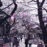 飛鳥山と音無親水公園の両方の桜が見れます。