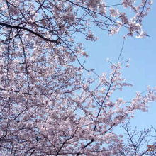 青空に映えます。