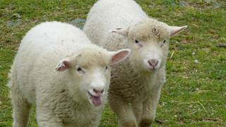 子ヤギや子羊がいっぱいです！