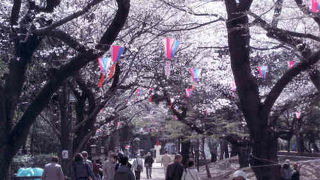 飛鳥山と音無親水公園の両方の桜が見れます。