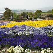 瀬戸内海の望める斜面をうまく利用した花壇が見事